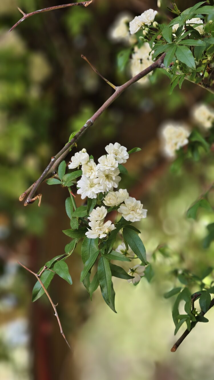 木香花百科图片