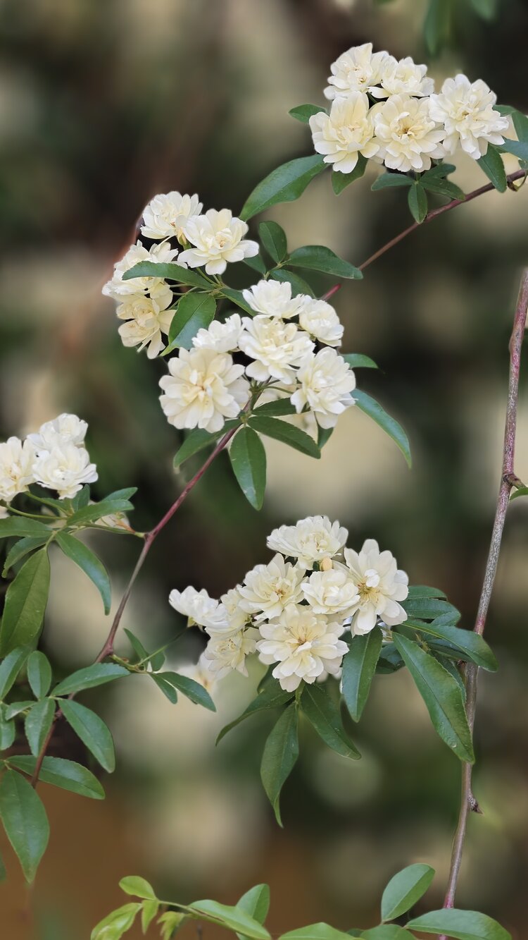 木香花百科图片