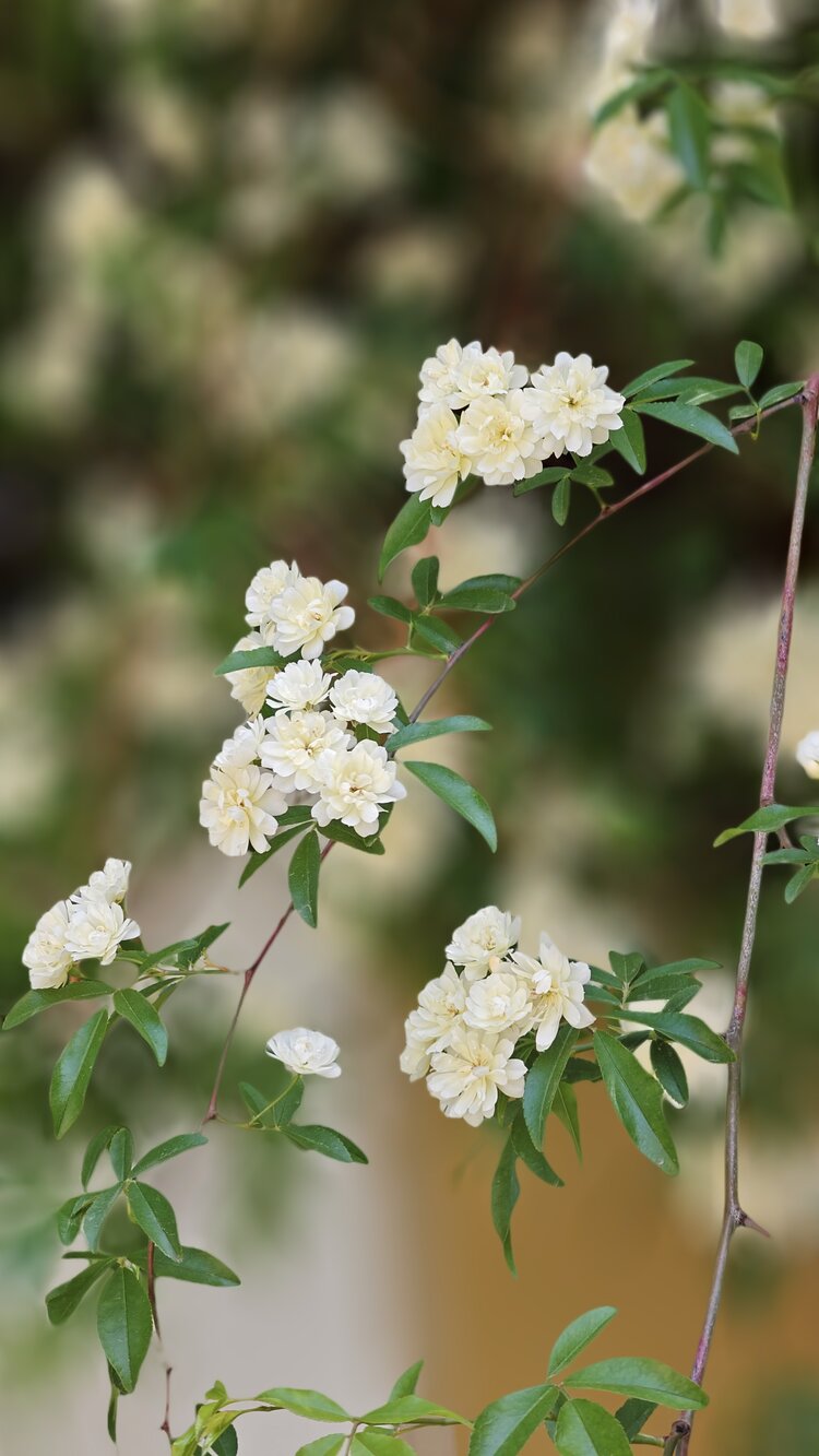 木香花百科图片