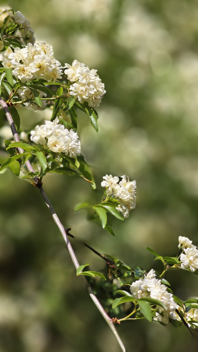 木香花百科图片