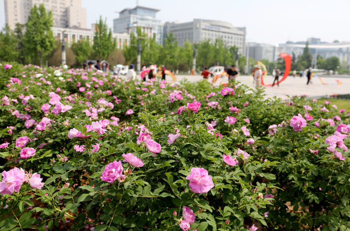 玫瑰花开香飘泉城