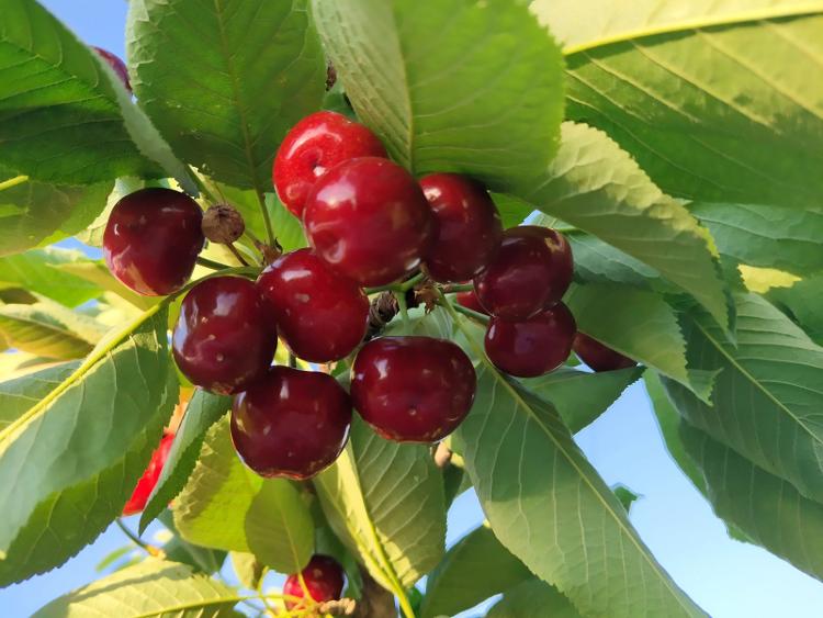 莱芜茶叶樱桃节图片