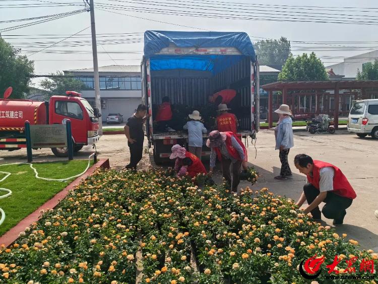 临沂沂河新区妇联“绿满沂蒙花满村”苗木配送活动走进凤凰岭街道(图5)