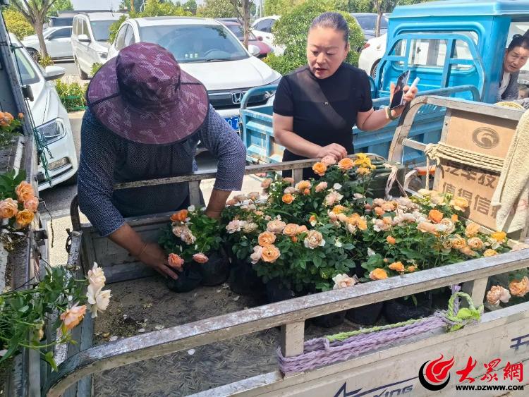 临沂沂河新区妇联“绿满沂蒙花满村”苗木配送活动走进凤凰岭街道(图4)