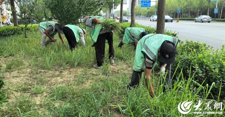 德州园林全面开展雨后杂草清欧博体育除工作大众网(图2)