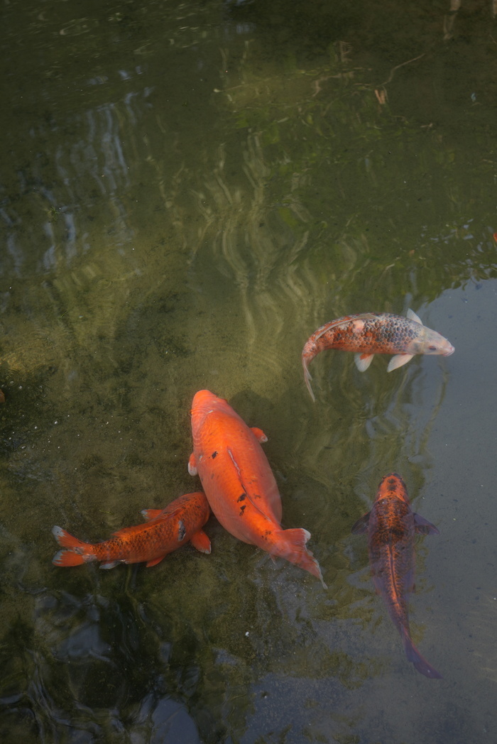 濟(jì)南趵突泉公園“豬鯉”引圍觀