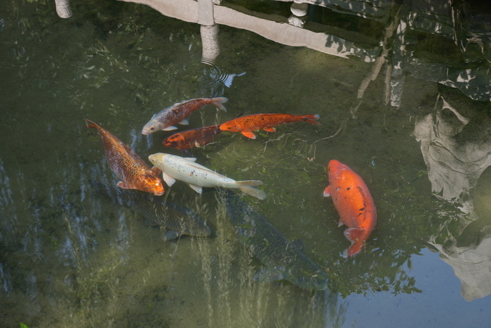 濟(jì)南趵突泉公園“豬鯉”引圍觀