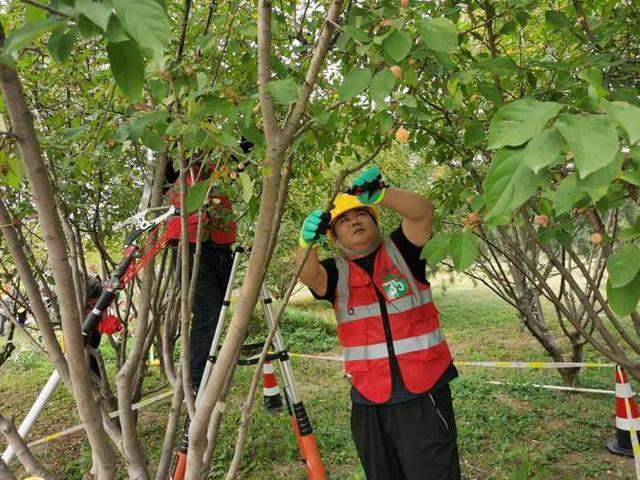 129名选手同台修树！2024年海右技能人才大赛——园林植物修剪职业技能竞赛举办