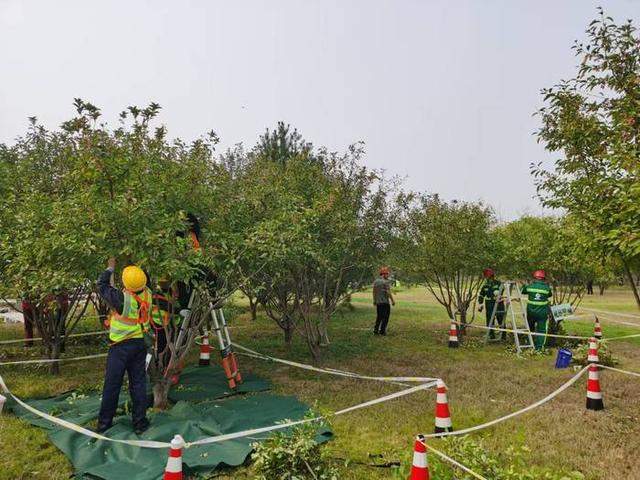 129名选手同台修树！2024年海右技能人才大赛——园林植物修剪职业技能竞赛举办