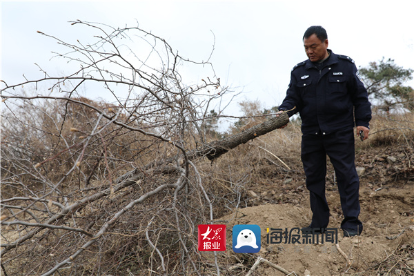 杀树刨墩卖当盆景 临沭4农民盗伐156棵棠梨树触犯刑律