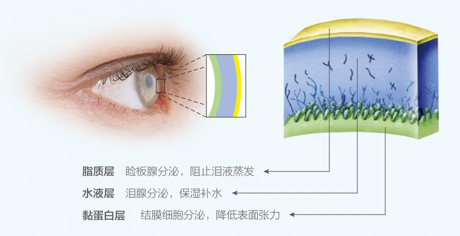 眼部皮肤结构分层图片