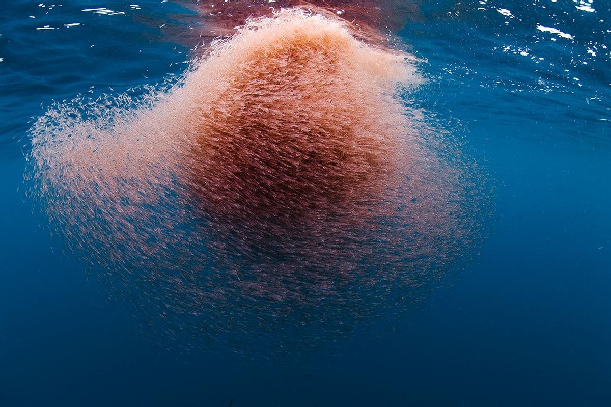 “小不点”有大营养，南极磷虾逆袭为人类健康立功