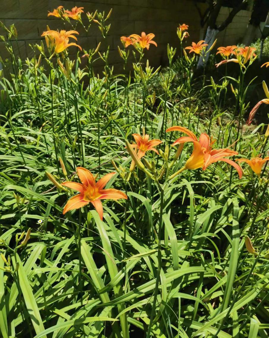 萱草花 日本原版图片