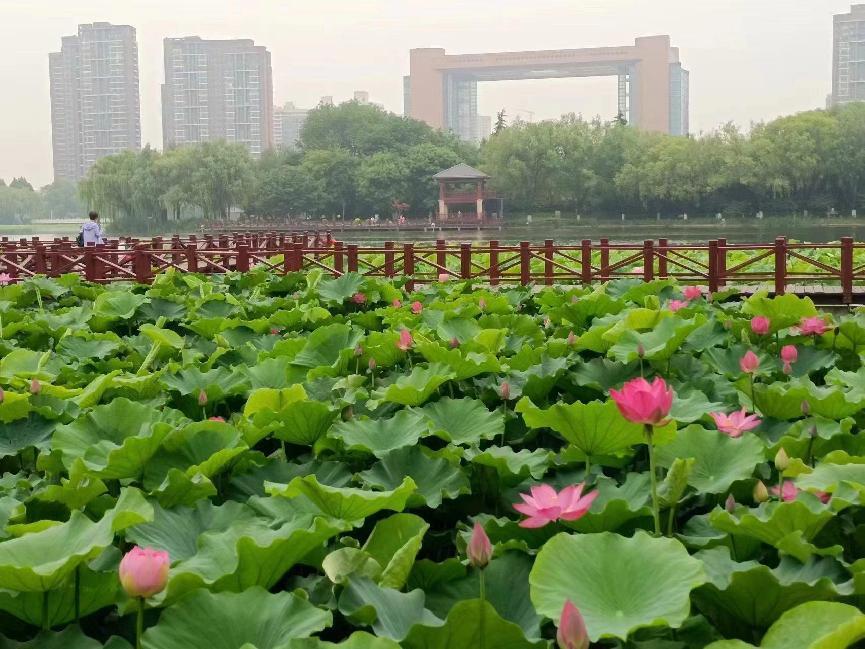 临沂五洲湖图片图片