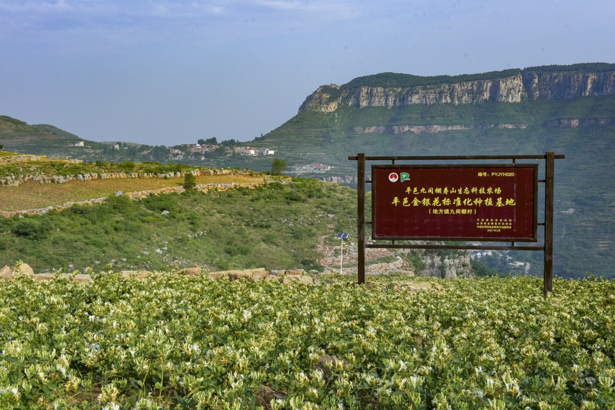 山东平邑:地标保护赋能金银花产业高质量发展