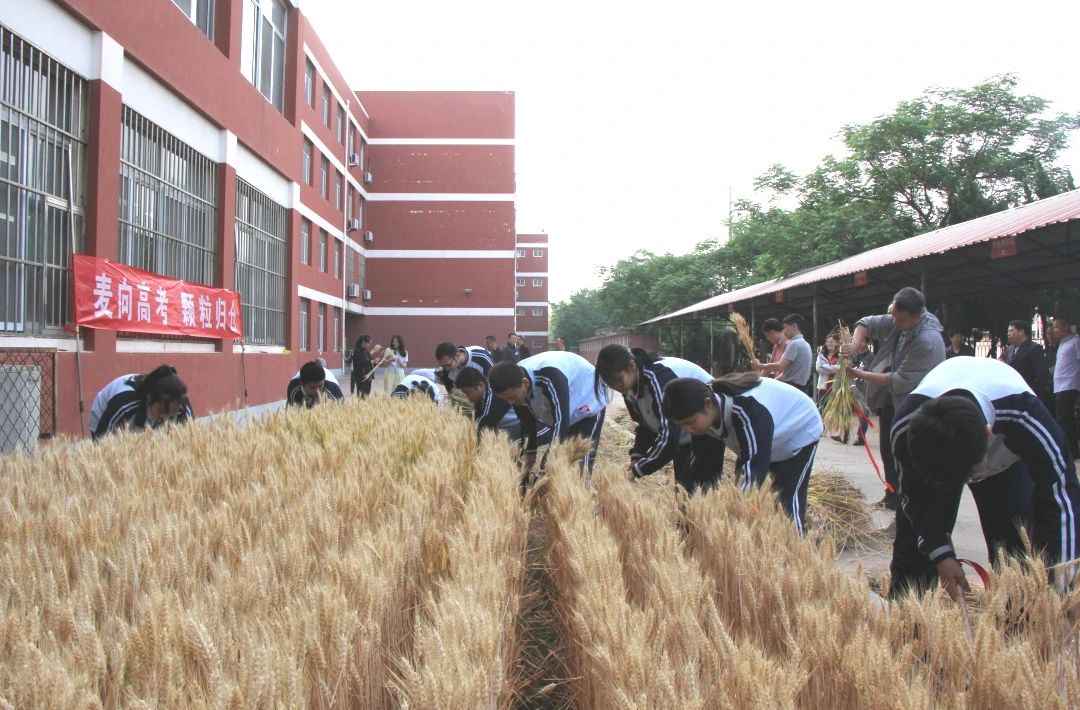 麦子熟了！利津县高级中学“高三麦场”喜获丰收