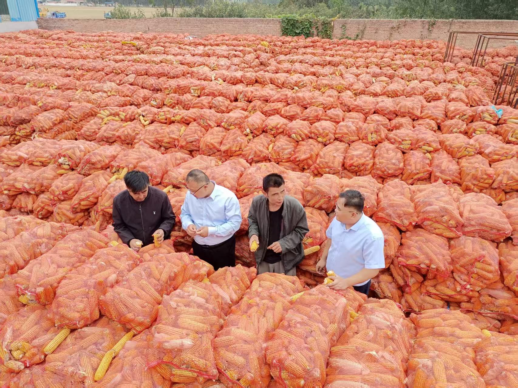 凤凰联盟平台砥砺奋进走在前 担当作为挑大梁——中国人寿财险山东省分公司做好“五篇大文章” 着力谱写金融强国山东篇章(图5)